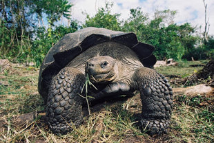 Tortoise-Galapagos-EcoV.jpg