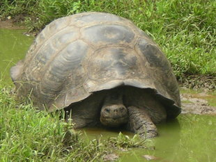 giant-tortoise-galapagos-wildlife-yacht-safari-wilderness.jpg