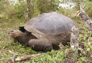 giant tortoise galapagos wildlife ralph pannell.jpg