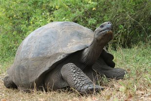 giant-tortoise.jpg