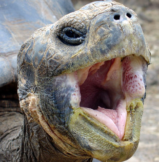 giant-tortoise-galapagos-wildlife-marine-life.jpg