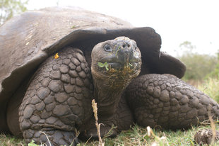 Giant Tortoise Galapagos island Wildlife Ralph Pannell.jpg