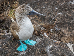 Blue Footed Booby Galapagos Dr Simon-Pierce aqua-firma.jpg