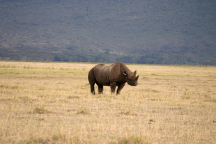rhino-ngorongoro-national-park-tanzania-wildlife-safari-holiday-great-migration-guided-arusha-east-africa-travel-savannah-game-volcano-crater-lion-elephant-vacation.jpg