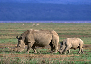 rhino-ngorongoro-national-park-tanzania-wildlife-safari-holiday-great-migration-guided-arusha-east-africa-travel-savannah-game-volcano-crater-holiday-vacation.jpg