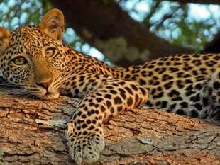 leopard-great-migration-north-tanzania-safari-national-park-reserve-africa-game-drive-lodge-big-five-vacation-holiday-wildlife-travel.jpg