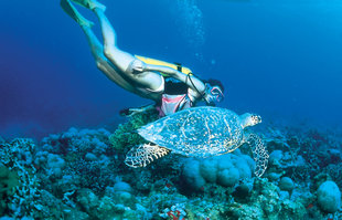Scuba Diving with Hawksbill Turtle in the Seychelles Islands