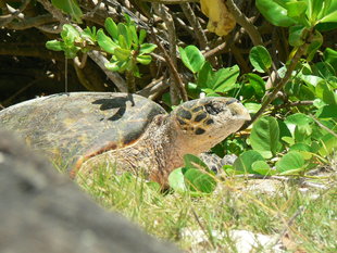 Hawksbill Turtle Laying Eggs Nesting in the Seychelles Islands