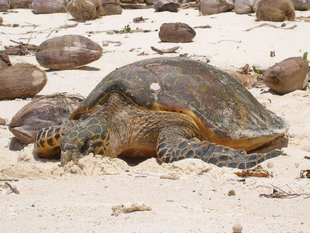 Hawksbill Turtle Laying its Eggs Nesting in the Seychelles Islands by Luke