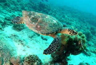 Hawksbill Turtle Underwater Diving Snorkelling Marine Life of the Seychlles STB