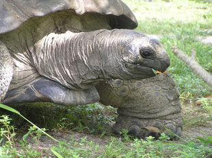 Esmeralda-Giant-Tortoise-Bird-Island-Seychelles-Ralph-Pannell.jpg