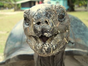 Giant Tortoise Seychelles Susan Moody Wildlife Yacht Safari.JPG