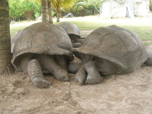 Sleeping Giant Tortoise Seychelles Wildlife.jpg