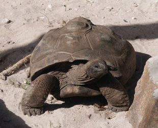 giant tortoise seychelles charlotte caffrey.jpg