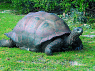 Aldabra giant tortoise Seychelles Wildlife safari.jpg