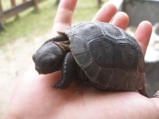 Baby Tortoise Hand Seychelles Wildlife.jpg