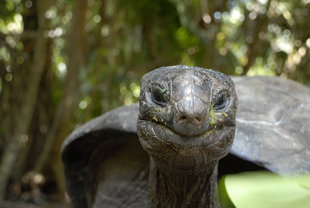 Tortoise-Bird-Island-Carina-Hall.jpg