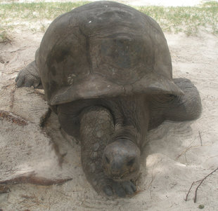 Seychelles Aldabra Giant Tortoise Luke.jpg