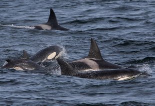 orca killer whale pod iceland marine life whale watching.jpg