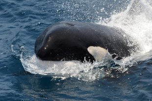 orca-norway-polar-sailing-voyage-killer-whale.jpeg