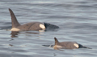 orca-killer-whale-antarctica-wildlife-marine-life-crusie-voyage.jpg