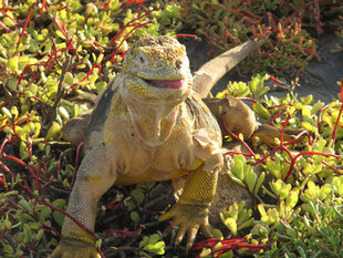 land-iguana-galapagos-wildlife.jpg