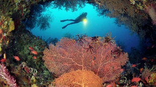 komandoo-lhaviyani-coral-reef-maldives-indian-ocean-scuba-night-beach-shore-dive-diving-snorkelling-underwater-photography-resort-hotel-holiday-vacation-honeymoon.jpg