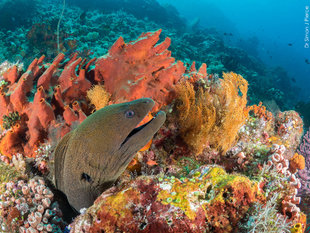 Moray eel & coral reef, Komodo