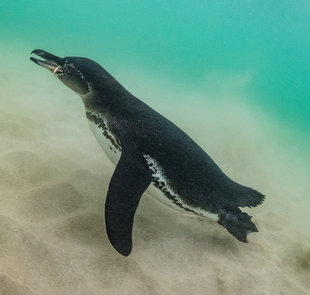 galapagos-penguin-underwater-diving-marine-life-simon-pierce.jpg