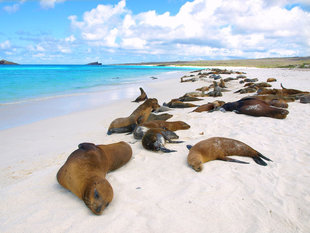 sea-lions-galapagos-wildlife-marine-life.jpg