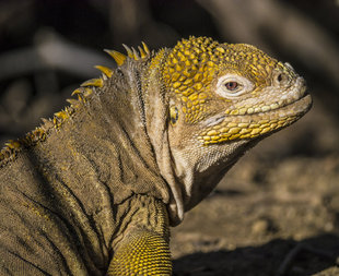 iguana-galapagos-photography-yacht-safari-aqua-firma-dr-simon-pierce.jpg