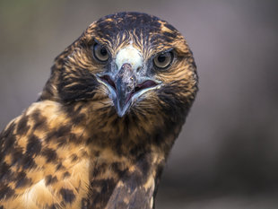 galapagos-hawk-wildlife-bird-life-aqua-firma-dr-simon-pierce.jpg