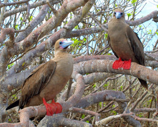 red-footed-booby-pair-wildlife-marine-life-yacht-safari-galapagos.jpg