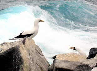 Masked Boobies galapagos birdlife wildlife.JPG