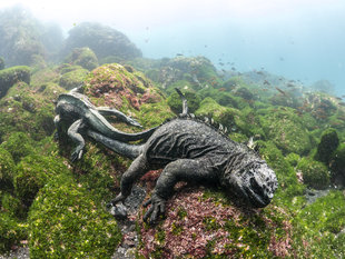 Marine-Iguana-galapagos-island-yacht-safari.jpg