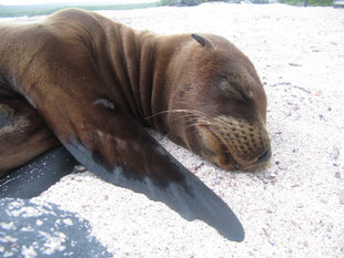 sleeping-sea-lion-galapagos-wildlife-marine-life.jpg