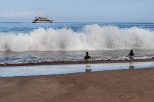 Espumilla-Beach-birds-santiago-galapagos-island-yacht-safari.jpg