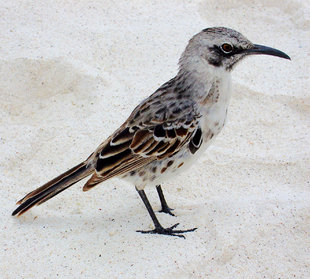 mockingbird-galapagos-birdlife-wildlife-yacht-diving-sailing.jpg