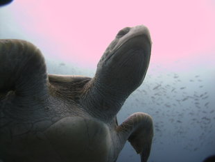 turtle-galapagos-marine-life-dan-holmes.jpg