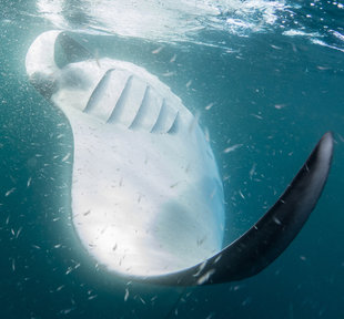 Giant Manta Ray Barrel Rolling to Feed - Dr Simon Pierce