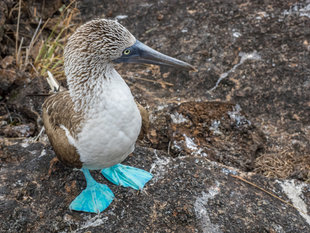 Blue Footed Booby - Dr Simon Pierce