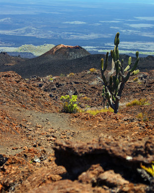 The Last Opuntia Cactus approaching Cerro Chico Parasitic Cone on the Sierra Negra Volcano - Isabela Island - Galapagos (photo Ralph Pannell Aqua-Firma)