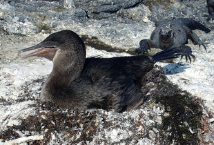 Flightless Cormorant