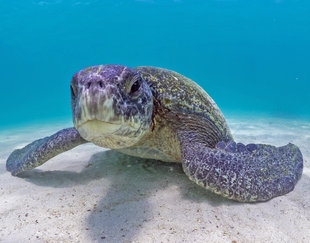 Juvenile Green Turtle - Isabela Island - Galapagos Dr Simon Pierce
