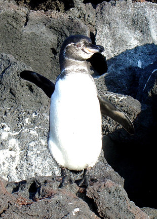 Galapagos Penguin