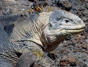 Galapagos-Wildlife-marine-life-safari-holiday-land-iguana-plaza sur.JPG