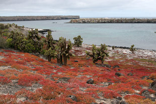 South Plaza Galapagos island beach wildlife marine life.jpg