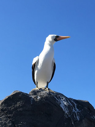 nazca-booby-galapagos-birdlife-wildlife.jpg