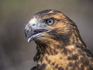 galapagos-hawk-island-birdlife-wildlife-smon-pierce.jpg