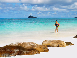 sea-lions-lazing-beach-galapagos-wildlife-marine-life.jpg
